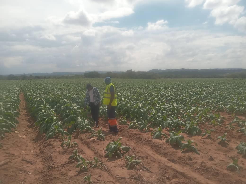Crop monitoring