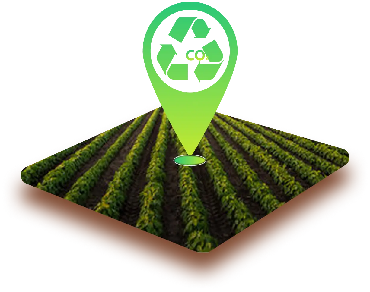 Crop gen carbon sequestration
