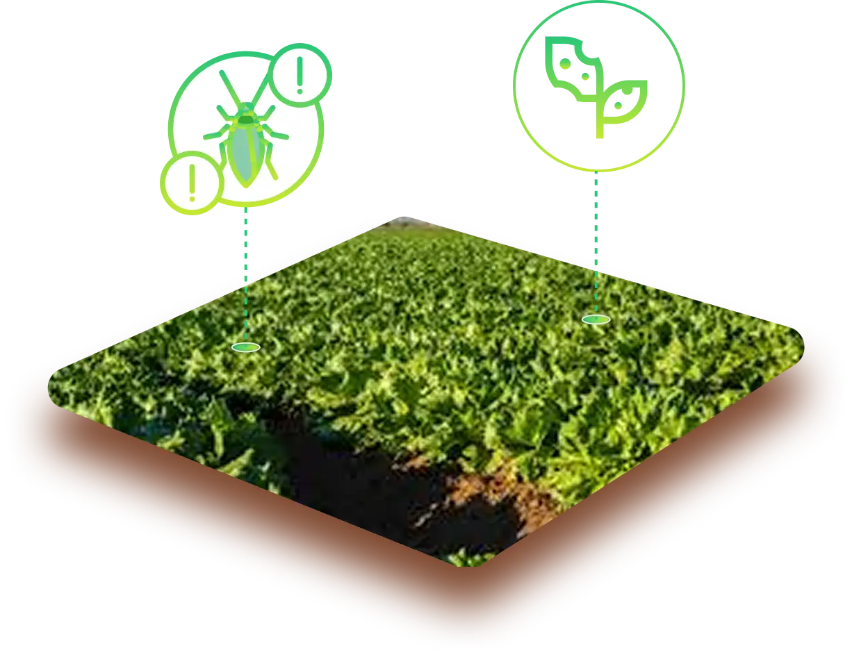 Crop disease detaction