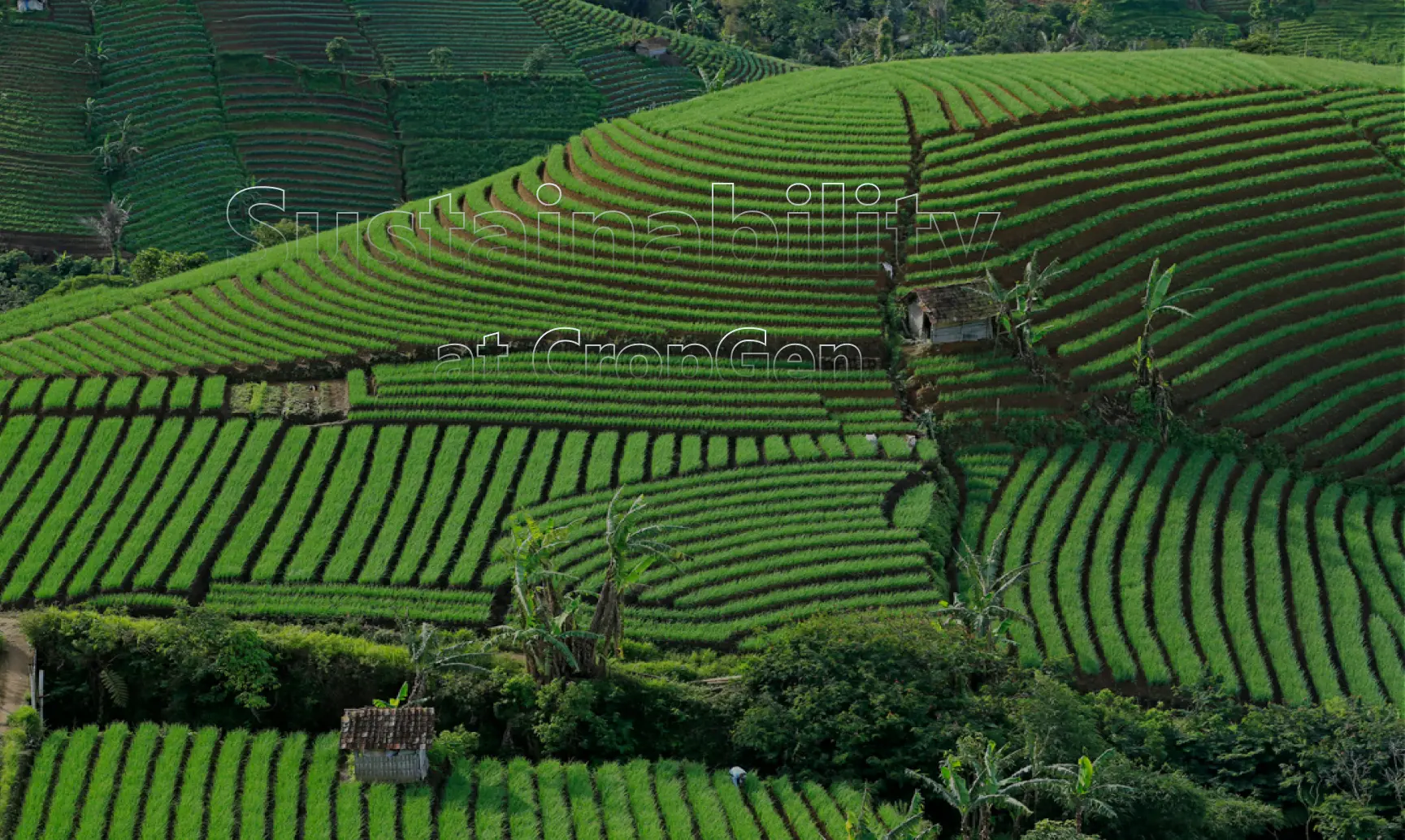 Farming Field with Sprinklers